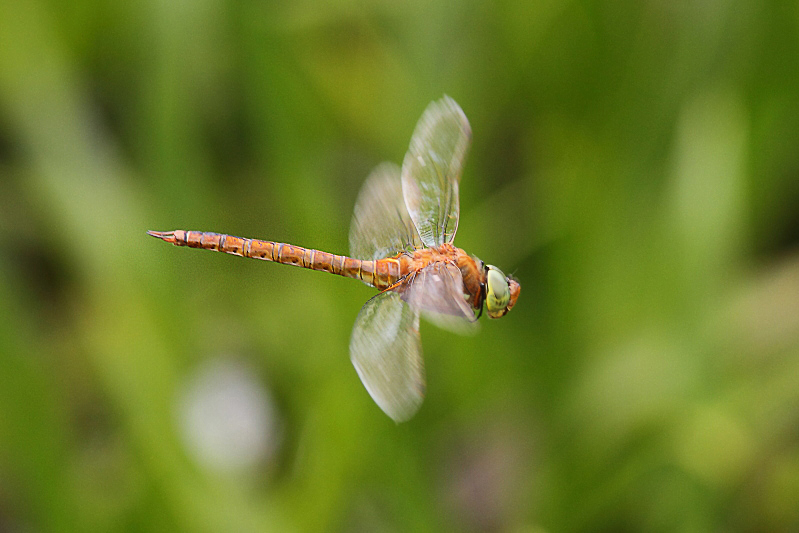 Isoaeschna isoceles (Green-eyed Hawker) male 6.JPG